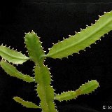 Euphorbia dawei P1120674.JPG